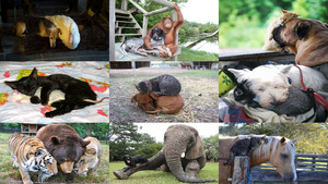 klicke hier, um die Datei herunterzuladen Animaux... Amities Improbables - C. Gerard (Tier Friendships