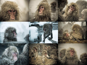 klicke hier, um die Datei herunterzuladen Schneeaffen