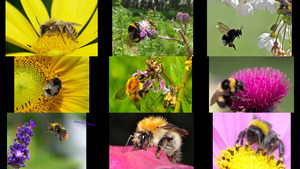 klicke hier, um die Datei herunterzuladen Bienen