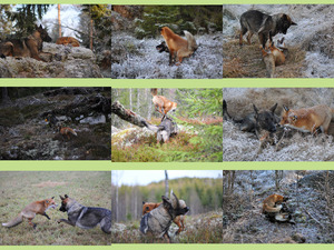 Hund Tinny und Fuchs Sniffer