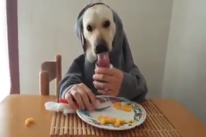 Hund beim Frühstueck