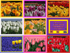 Tulpen aus Amsterdam -30