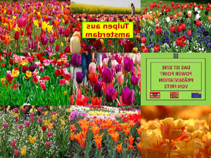 klicke hier, um die Datei herunterzuladen Tulpen aus Amsterdam