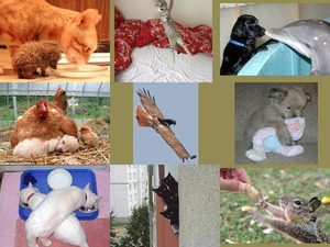 klicke hier, um die Datei herunterzuladen Funny animals