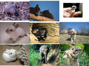 klicke hier, um die Datei herunterzuladen Baby-Tiere