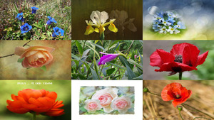 klicke hier, um die Datei herunterzuladen Blumen