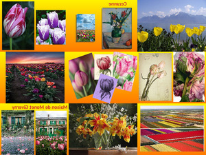 klicke hier, um die Datei herunterzuladen tulipes-edmas