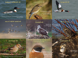 klicke hier, um die Datei herunterzuladen Natur in Belgien
