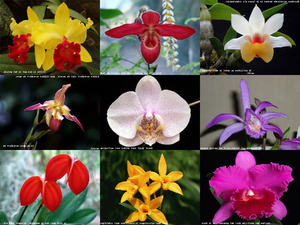 klicke hier, um die Datei herunterzuladen Orchideen
