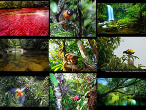 klicke hier, um die Datei herunterzuladen Amazonas Regenwald