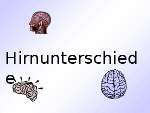 Hirnunterschiede