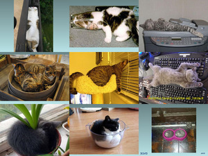 klicke hier, um die Datei herunterzuladen Katzen die wirklich überall schlafen