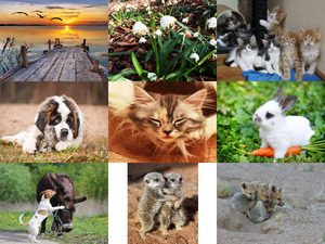 klicke hier, um die Datei herunterzuladen Tierfreunde