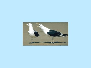 klicke hier, um die Datei herunterzuladen Geschlecht eines Vogels