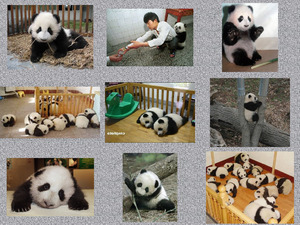 klicke hier, um die Datei herunterzuladen Panda-Bären