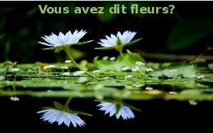 klicke hier, um die Datei herunterzuladen vous-avez-dit-fleurs-gilbert