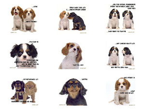 klicke hier, um die Datei herunterzuladen Hundebabys mit englischen Text