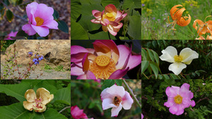 klicke hier, um die Datei herunterzuladen Beautiful Asian Flowers