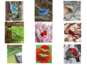 klicke hier, um die Datei herunterzuladen Bunte Vogelwelt