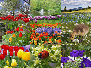 klicke hier, um die Datei herunterzuladen Der Frühling kommt