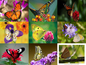 klicke hier, um die Datei herunterzuladen Beautyful Butterfly
