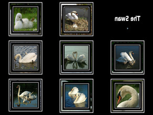 klicke hier, um die Datei herunterzuladen The Swan