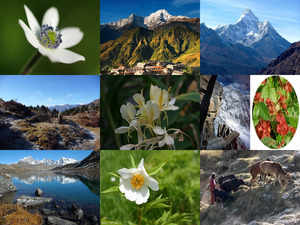 Berge, Blumen und Leben im Himalaya