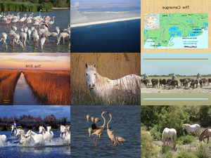 klicke hier, um die Datei herunterzuladen The Camargue- Christine