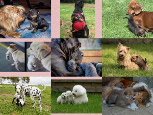 klicke hier, um die Datei herunterzuladen Mein Baby - Tiere