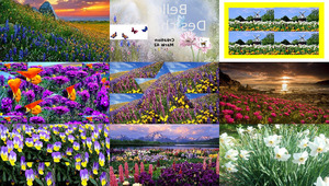 klicke hier, um die Datei herunterzuladen Belles des champs - Marie 42 Blumen