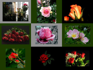 klicke hier, um die Datei herunterzuladen Rosen