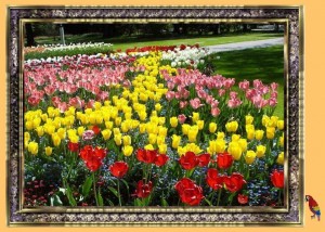 Tulpen aus Amsterdam 1