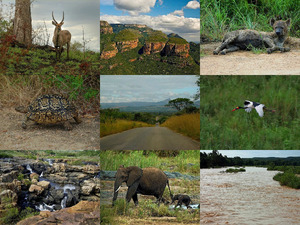 Afrika Krugerpark