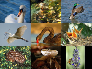 klicke hier, um die Datei herunterzuladen schöne Naturfotos