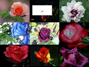klicke hier, um die Datei herunterzuladen rosen