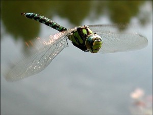 klicke hier, um die Datei herunterzuladen Top Photography