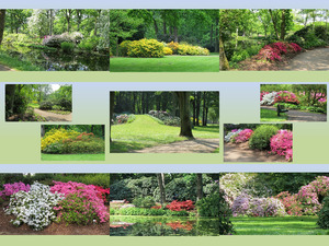 Rhododendronpark Bremen Mai 2016 -