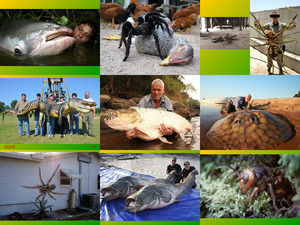 klicke hier, um die Datei herunterzuladen Animal Planet River Monsters