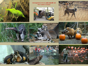 klicke hier, um die Datei herunterzuladen NewYork Bronx Zoo