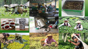 Tee Plantagen