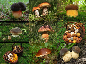 klicke hier, um die Datei herunterzuladen Pilze in der Natur