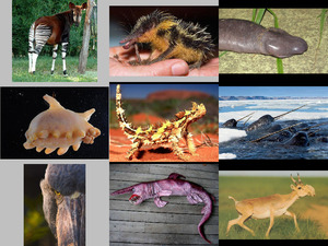klicke hier, um die Datei herunterzuladen Fauna