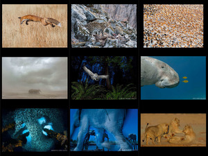 Wildlife Photographer of the Year 2013