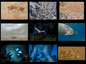 klicke hier, um die Datei herunterzuladen Wildlife Photographer of the Year 2013