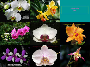 OrchideenundGedanken