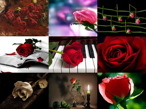 klicke hier, um die Datei herunterzuladen Beautiful Roses for you - Schöne Rosen für dich