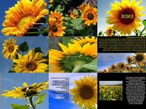 klicke hier, um die Datei herunterzuladen Sonnenblumen