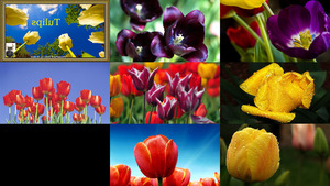 klicke hier, um die Datei herunterzuladen Tulpen