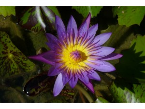 klicke hier, um die Datei herunterzuladen Tropische Blumen