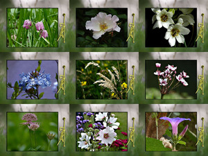 klicke hier, um die Datei herunterzuladen Garden-magic Luci en Jan - Blumen